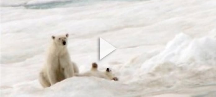 What Do Polar Bears Know About Renewal for Legal Nurse Consultants?