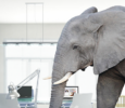 What Should Certified Legal Nurse Consultants Do When There’s an Elephant in the Room?