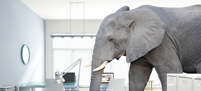 What Should Certified Legal Nurse Consultants Do When There’s an Elephant in the Room?